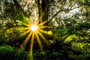 Light through forest trees