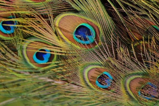 Peacock feather close up